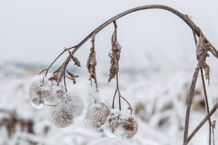 Iced agrimonyの写真素材