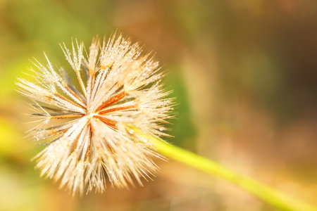 Fluffy flower in the dew
