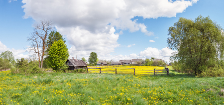 Dandelions on a site with a fence and a shed Dandelions on a site with a fence and a shed