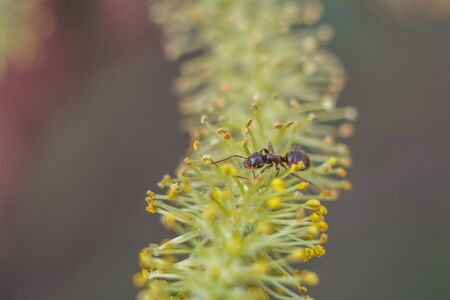 The ant on the flowering inflorescence of the plantの写真素材