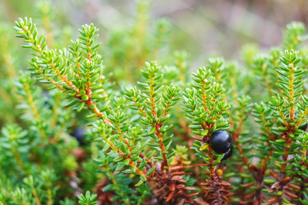 Blue-black berry siksha on a bushの写真素材