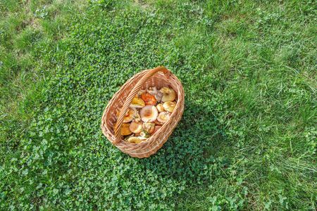 A full basket of russula on a sunny meadowの写真素材
