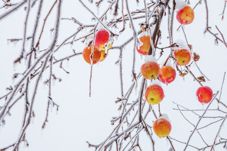 Frozen red-yellow apples on the apple tree branch in winterの写真素材