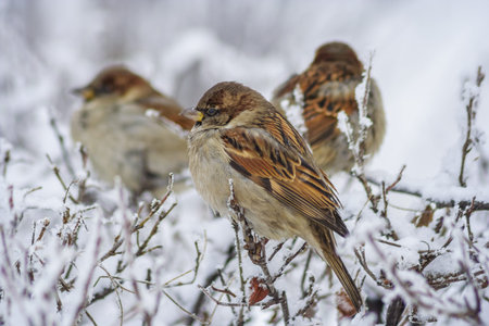 Three sparrows on the bushes at winter