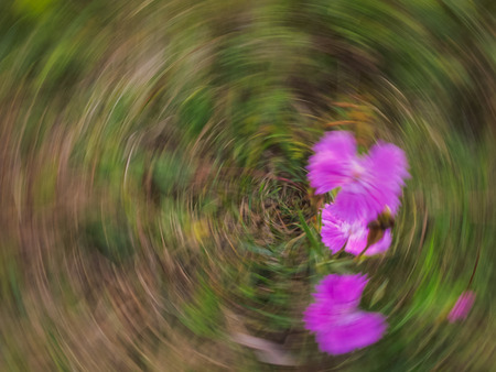 Dizzy abstraction with pink flowers on glassの写真素材