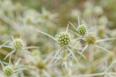 Family of feverweeds in fieldの写真素材