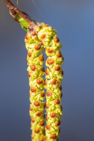 Spring birch earring large on a flat backgroundの写真素材