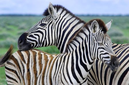 Mother zebra with her babyの写真素材