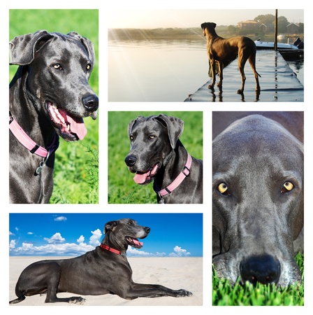 Collage of photos of a great dane dogの写真素材