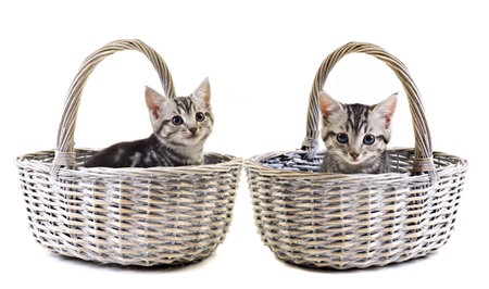 Adorable little kittens in baskets on white background with space for textの写真素材