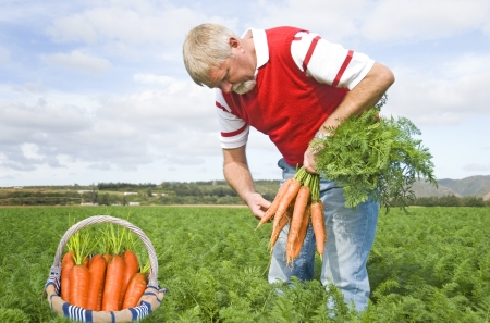 Proud carrot farmer picking fresh carrots for his basketの写真素材