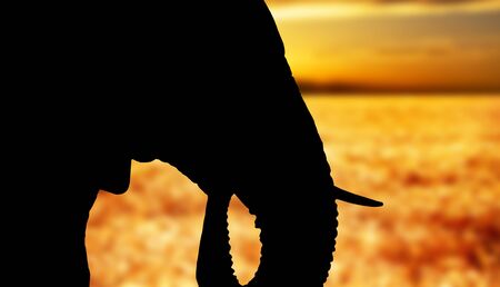 Silhouette of the head of an African elephantの写真素材