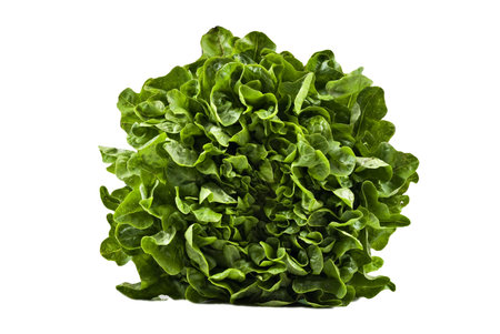 a Head of butter lettuce on white backgroundの写真素材