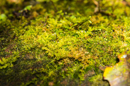 Green moss