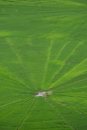 View of Lingko Spider Web Rice Fields While Sunlight Piercing . Flores Island, East Nusa Tenggara,...