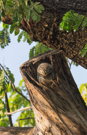 Spotted owlet (Athene brama) in tree hollow house / Spotted Owlet in the garden.の写真素材