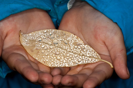 Leaves with drops of water. Can be used as background
