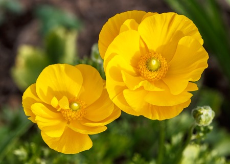 Orange flower green backgroundの写真素材