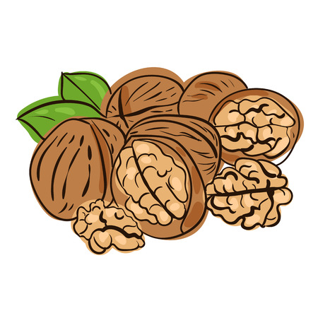 vector illustration of walnuts in doodle styleのイラスト素材