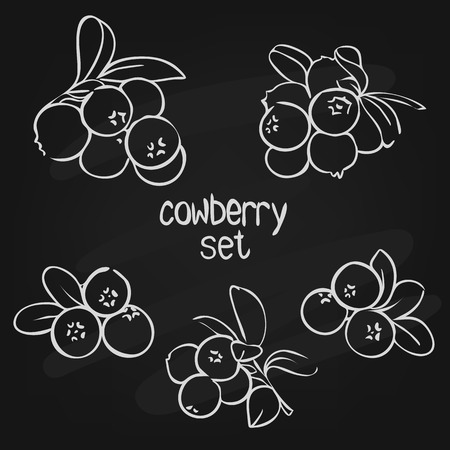 vector illustration in doodle style, set of berries cowberries with leaves in different forms drawn on the chalk boardのイラスト素材