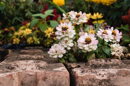 Flowersの写真素材