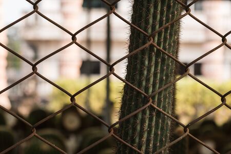 Cactusの写真素材