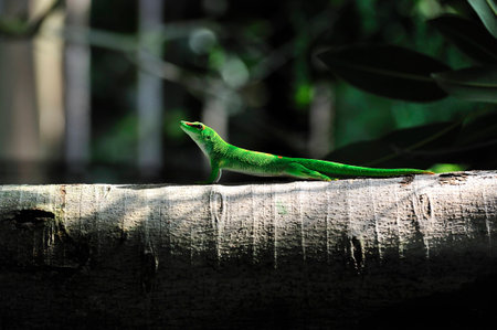 gecko on a branchの写真素材