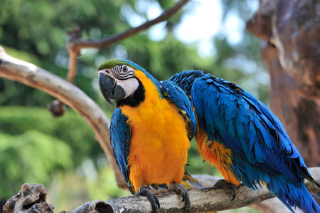 a couple of parrotsの写真素材