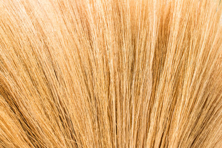 Broom grass textureの写真素材