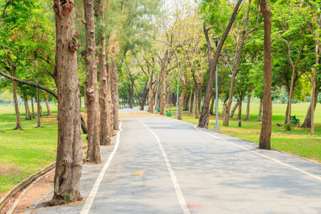 Pine trees lined the bike lane in the park in Bangkok.