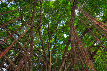 Branches and vines of Banyan tree against a clouds and blue sky.の写真素材