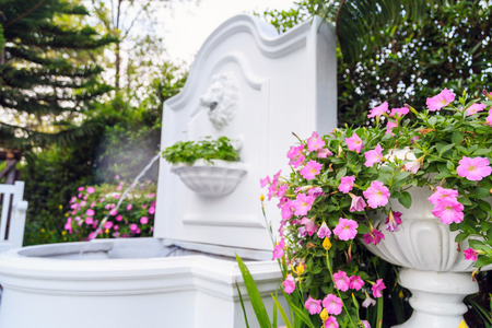 Petunias flower in the white pot with the white lion head fountain backgroundin garden.の写真素材