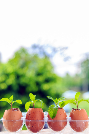 Peppermint growing in  egg shell on panel eggs with nature background.の写真素材