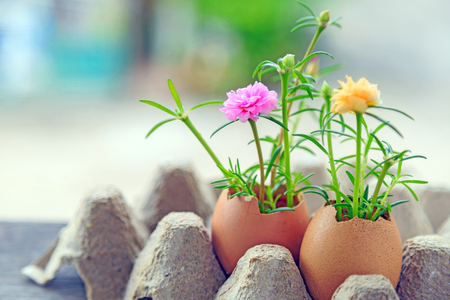 Pink and yellow moss rose grow in an egg shell on paper egg panel with nature background.の写真素材