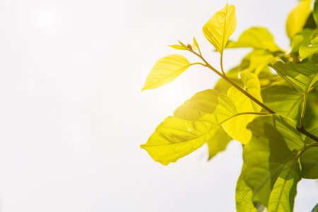 Low angle view tropical green leaves against the sky blank left side for copy space.