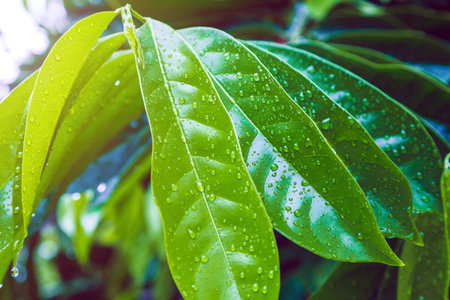 Closeup tropical nature view of Ylang-Ylang green leaf with rain drop after rain fall