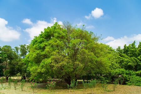 Grenery view a light green tree on the lawn in public park with clouds with nature background in blue sky in summer.の写真素材