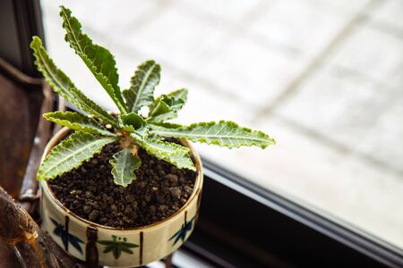 High angle views ornamental plant in a ceramic pot next to the window, plant for home decorate conceptの写真素材