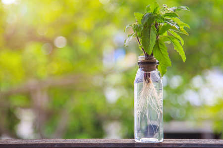 Basil is growning in a small bottle of water on a wooden floor with green nature background, blank left side for copy spaceの写真素材