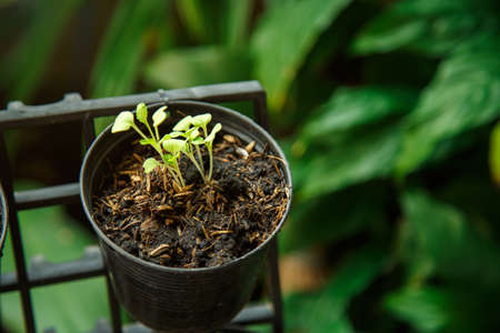 Lettuce sprout growing on a pot with nature background in a front gardenの写真素材