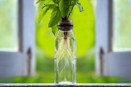 Basil is growing in a small bottle of water on a wooden floor with green nature background.の写真素材