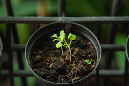 Lettuce sprout growing on a pot with nature background in a front gardenの写真素材