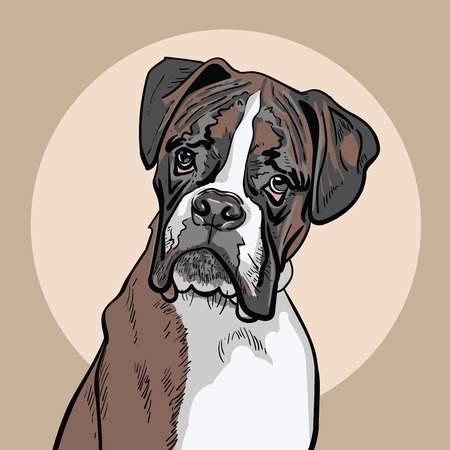 Dog boxer. Illustration.のイラスト素材