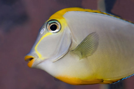 Blonde Naso Tang