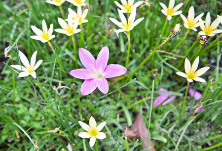 Pink plower alone among yellow flowersの写真素材