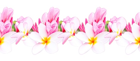 Tropical frangipani flowersの写真素材