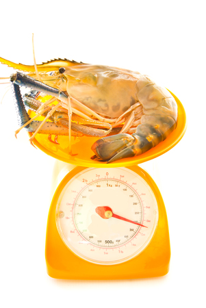 fresh river prawn from the market on balance scalesの写真素材