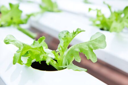 Fresh hydroponic vegetable in garden.の写真素材