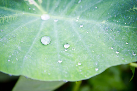 rain drops on green leafsの写真素材