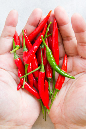 Hand holding red hot chili peppersの写真素材